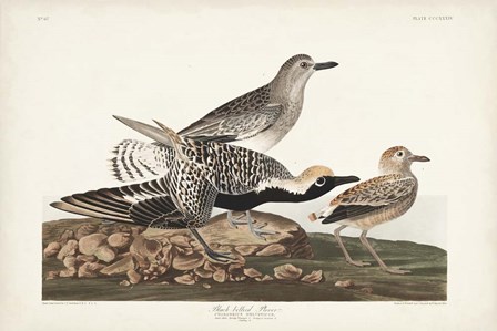 Pl. 334 Black-bellied Plover by John James Audubon art print
