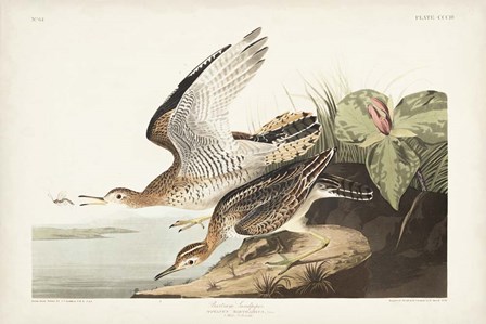 Pl. 303 Bartram Sandpiper by John James Audubon art print
