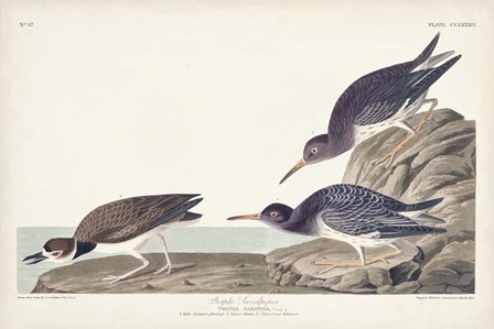 Pl. 284 Purple Sandpiper by John James Audubon art print