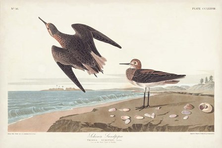 Pl. 278 Schins Sandpiper by John James Audubon art print