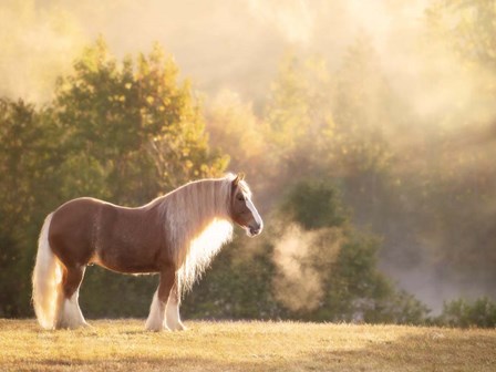 Golden Lit Horse I by PHBurchett art print