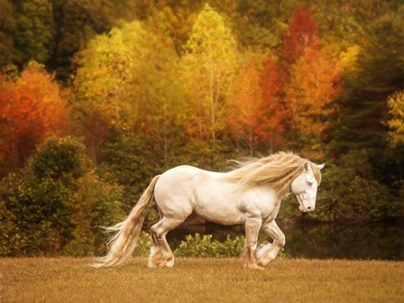 Golden Lit Horse VI by PHBurchett art print