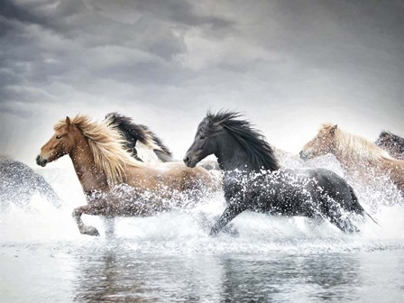 Horse Run V by PHBurchett art print