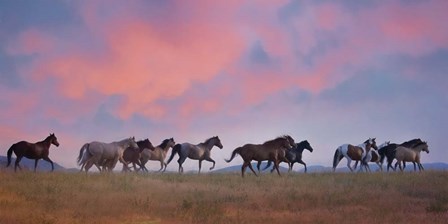 Horse Run VIII by PHBurchett art print