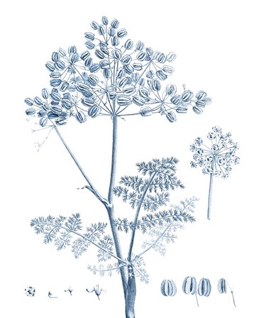 Antique Botanical in Blue VI by Vision Studio art print