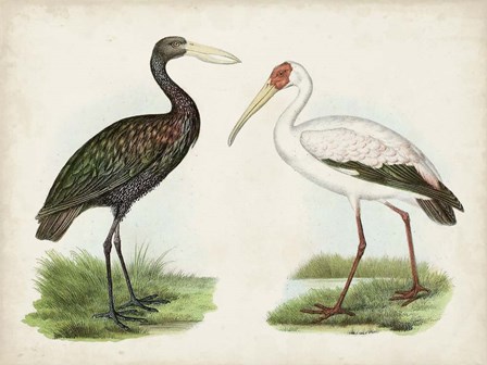 Antique Waterbirds I art print