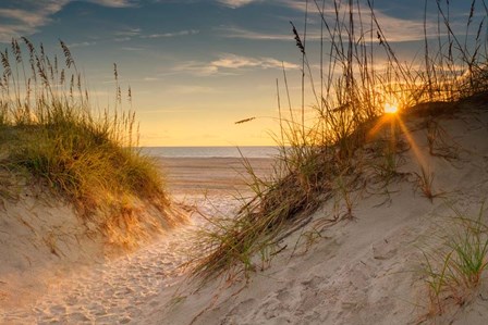 Coastal Dunes by Andy Amos art print