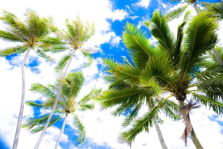 Hawaii Oahu Palms by Bill Carson Photography art print