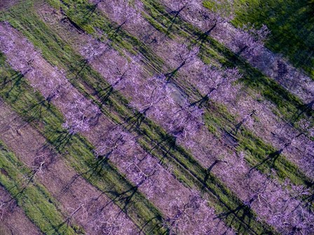 Peach Orchard in Spring, Marion County, Illinois by Richard &amp; Susan Day / DanitaDelimont art print