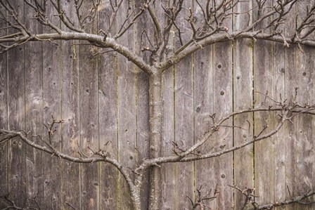 Provincetown Winter Vines, Cape Cod by Walter Bibikow / Danita Delimont art print