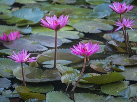 Pink Water Lilies by Merrill Images / DanitaDelimont art print