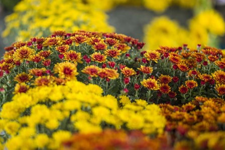 Kingston Farmers Market In Autumn, Canada by Walter Bibikow / Danita Delimont art print