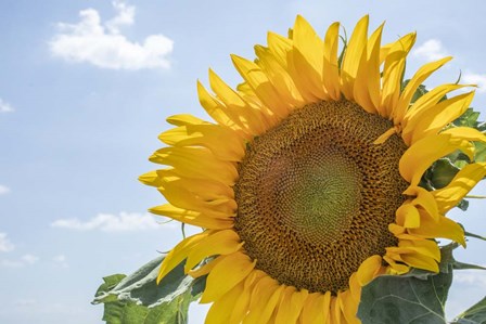 Sunflowers Blooming Near Lavender Fields by Michele Niles / DanitaDelimont art print