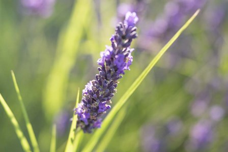 Close-Up Of Lavender Blooms by Michele Niles / DanitaDelimont art print