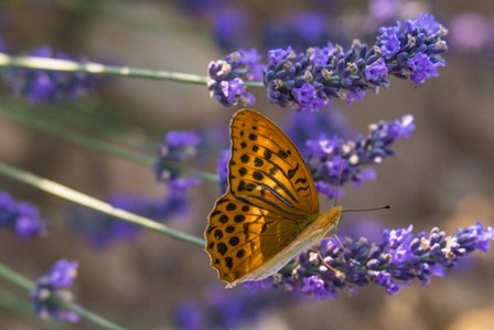 Marbled Butterfly On Valensole by Michele Niles / DanitaDelimont art print