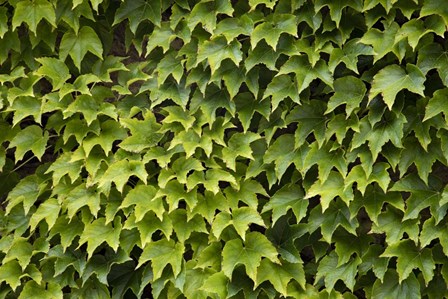 Natural Plants And Leaves Growing On Wall In Provence by Michele Niles / DanitaDelimont art print