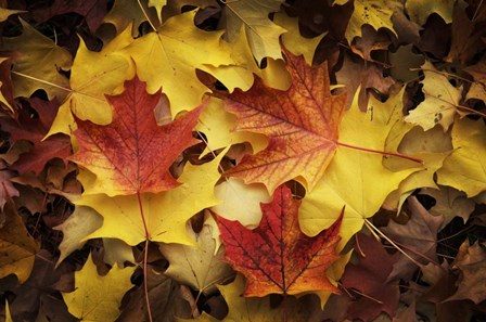 Maples Leaves In Autumn by Alan Majchrowicz / DanitaDelimont art print