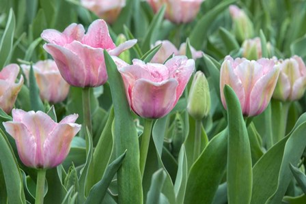 Pink Tulips by Jim Engelbrecht / Danita Delimont art print