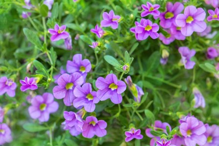 Calibrachoa, Million Bells by Lisa S. Engelbrecht / Danita Delimont art print