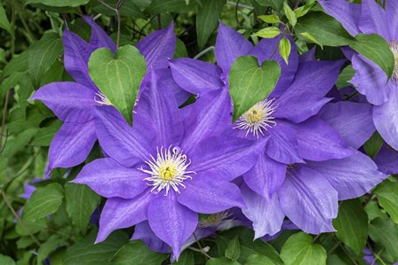 Purple Clematis 2 by Lisa S. Engelbrecht / Danita Delimont art print