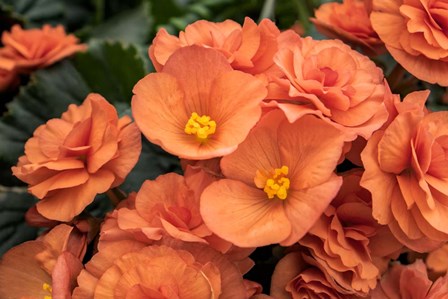 Orange Tuberous Begonia by Lisa S. Engelbrecht / Danita Delimont art print