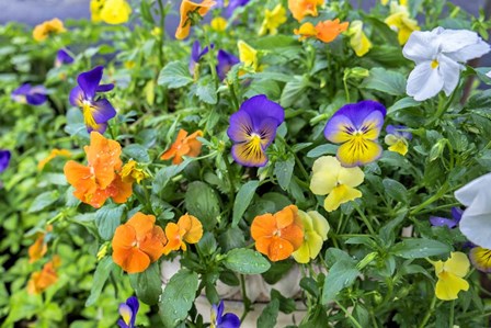 Pansies With Morning Dew by Lisa S. Engelbrecht / Danita Delimont art print