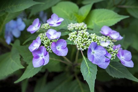 Blue Lacecap Hydrangea by Lisa S. Engelbrecht / Danita Delimont art print