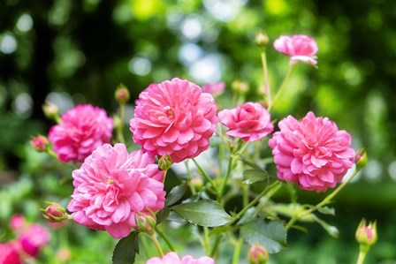 Pink Ever-Blooming Rose Bush by Lisa S. Engelbrecht / Danita Delimont art print