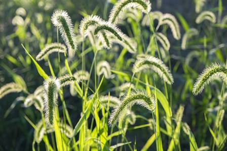 Plumes Of Grass Rimmed In Light by Lisa S. Engelbrecht / Danita Delimont art print