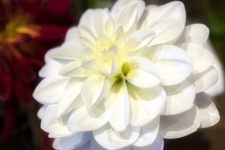 White Dahlia by Lisa S. Engelbrecht / Danita Delimont art print