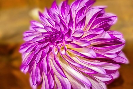 Purple And White Dahlia, RC Diane Brazil by Lisa S. Engelbrecht / Danita Delimont art print