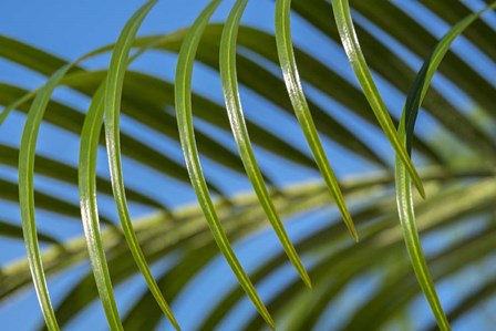 Areca Palm by Lisa S. Engelbrecht / Danita Delimont art print