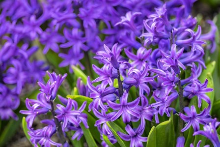 Purple Hyacinth by Lisa S. Engelbrecht / Danita Delimont art print