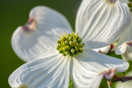 White Dogwood Flowers by Lisa S. Engelbrecht / Danita Delimont art print