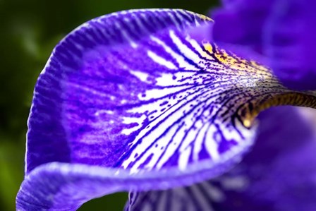 Siberian Iris 1 by Lisa S. Engelbrecht / Danita Delimont art print