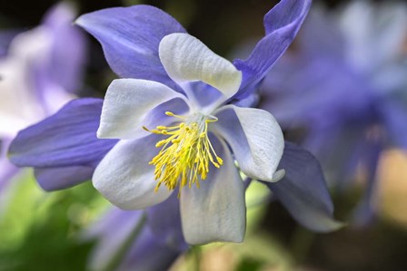 Columbine 2 by Lisa S. Engelbrecht / Danita Delimont art print