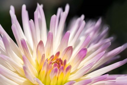 Pink Dahlia C by Lisa S. Engelbrecht / Danita Delimont art print