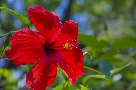 Hibiscus Flower by Anna Miller / Danita Delimont art print