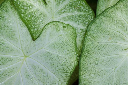 Caladium Leaves by Anna Miller / Danita Delimont art print