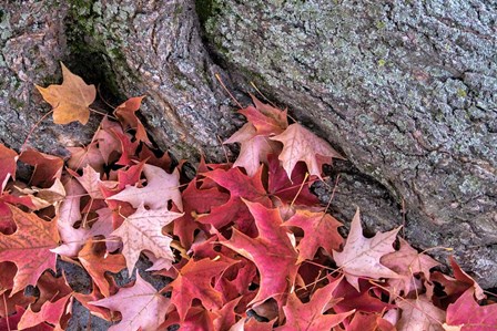 Red Maple Leaves by Lisa S. Engelbrecht / Danita Delimont art print