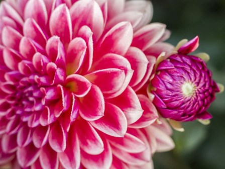 Close-Up Of A Red Dahlia by Julie Eggers / Danita Delimont art print