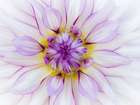 Purple &amp; White Dahlia by Julie Eggers / Danita Delimont art print