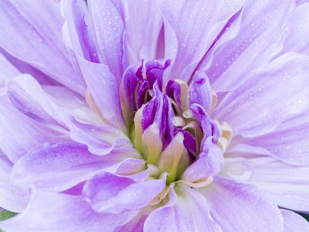 Center Of A Dahlia by Julie Eggers / Danita Delimont art print