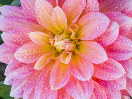 Blushing Dahlia by Julie Eggers / Danita Delimont art print