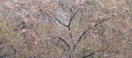 Cherry Trees Blooming During Spring by Darrell Gulin / Danita Delimont art print