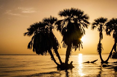 Sunrise On The Beach, Through The Palms by Alison Jones / DanitaDelimont art print