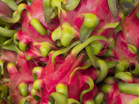 Dragon fruit by Merrill Images / DanitaDelimont art print