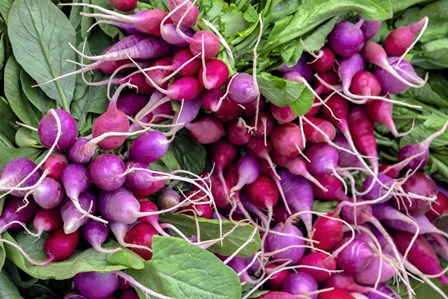 Radishes by Jim Engelbrecht / Danita Delimont art print