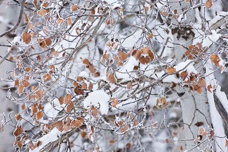 Grove of Aspen Trees by Alan Majchrowicz art print