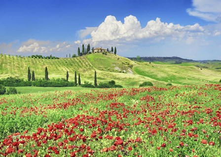 Farmhouse with Cypresses and Poppies, Val d&#39;Orcia, Tuscany by Frank Krahmer art print